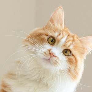 增值税起征点幅度如下_建筑服务增值税税率查询_增值税起征点城建税咨询