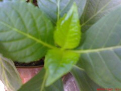 绝非简单改变 评索爱W700c三大生存优势