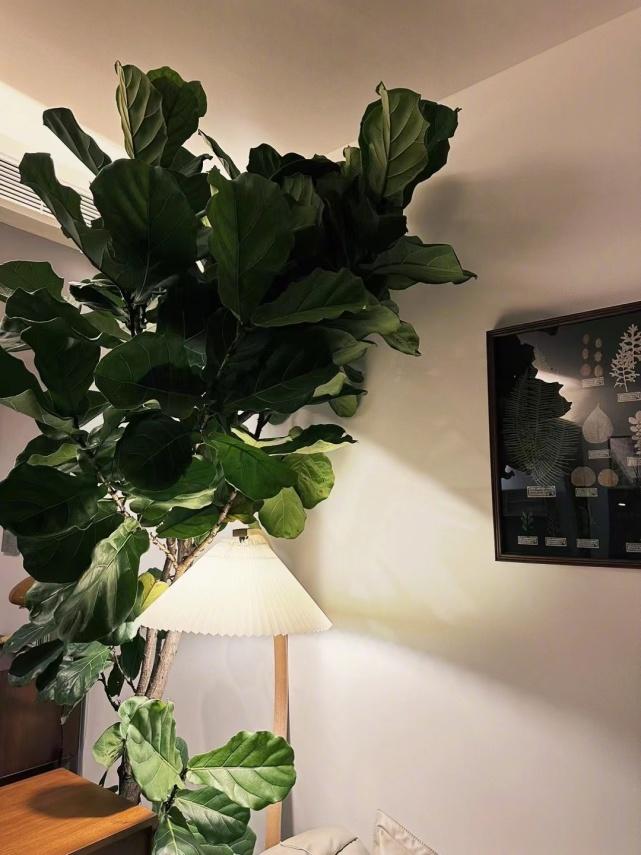 张茵何洁广州婚房_张茵家庭装修风格_张茵婷