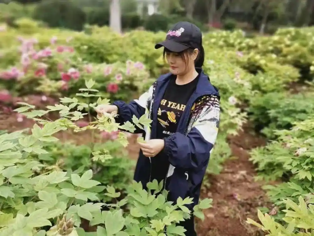 国家牡丹园_牡丹百园红霞_牡丹品种介绍