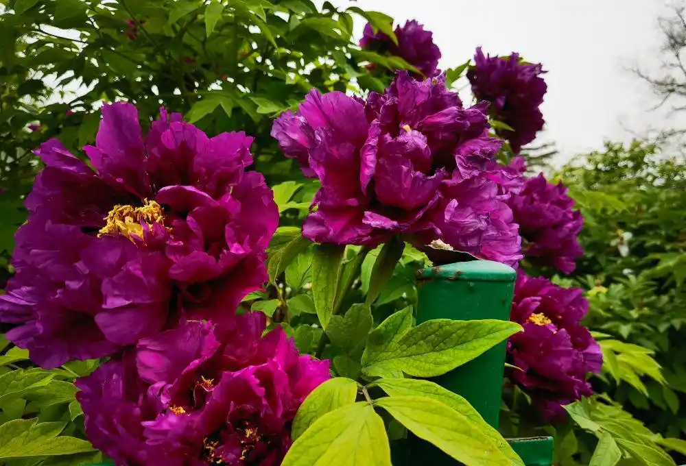 国家牡丹园_牡丹品种介绍_牡丹百园红霞