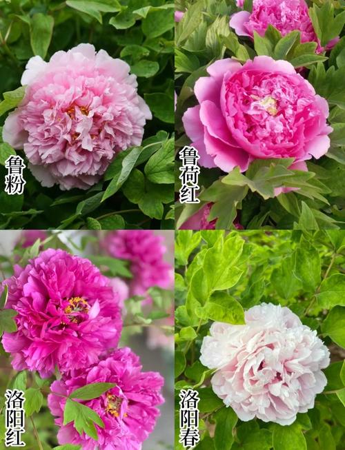 牡丹百园红霞_国家牡丹园_牡丹品种介绍