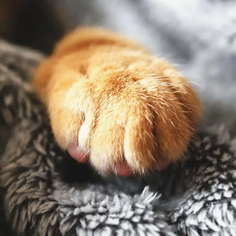 可口可乐 活动_橙柿生活福利打卡_可口可乐草莓味汽水活动