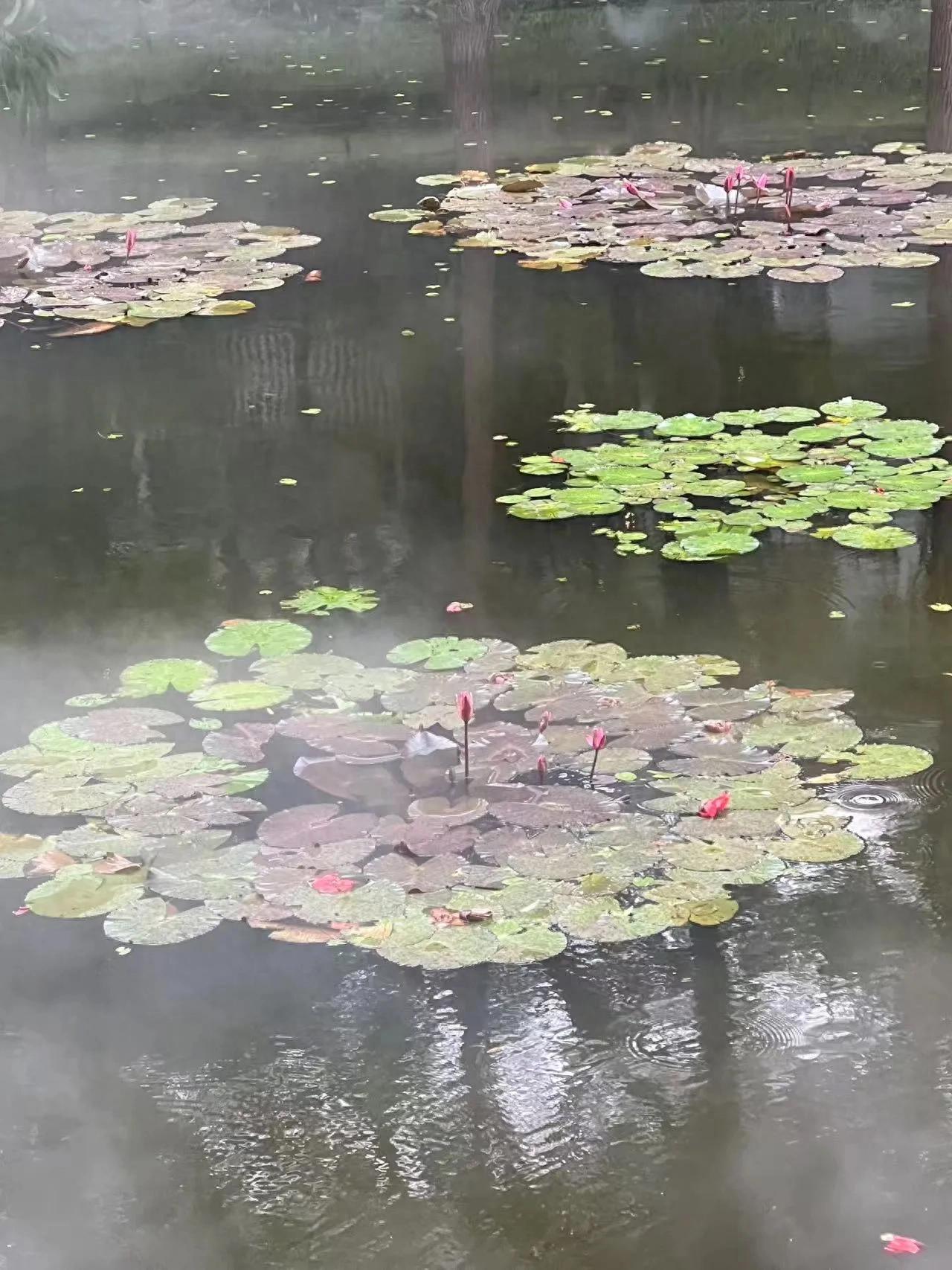 技术性调整压力_股指期货特点_上证指数冲高回落