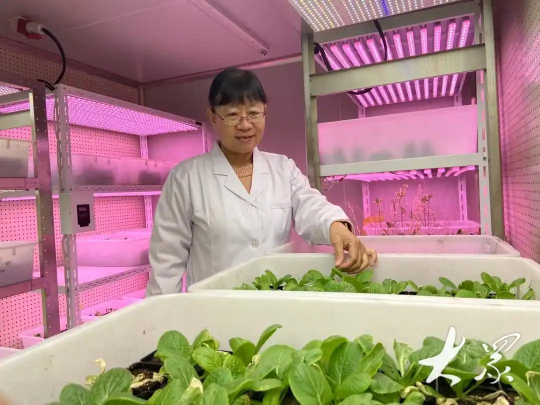 山东蔬菜产业技术体系_寿光果蔬期货_山东设施蔬菜技术