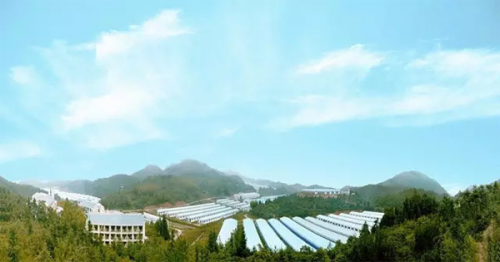 互联网养猪模式_八戒王国生态养猪平台_八戒理财