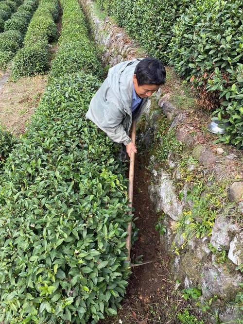钙镁磷肥的缺点_茶园肥料种类有机肥料厩肥人粪尿饼肥绿肥无机肥料氮素化肥磷素肥料钾素肥料复合肥追肥叶面追肥